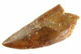 Serrated Raptor Tooth - Real Dinosaur Tooth #333321-1